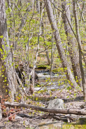 Enlarge photo 77