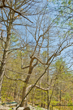 Enlarge photo 205