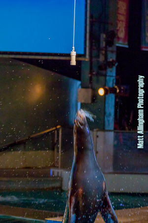 Enlarge photo 121