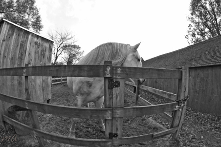 Enlarge photo 262