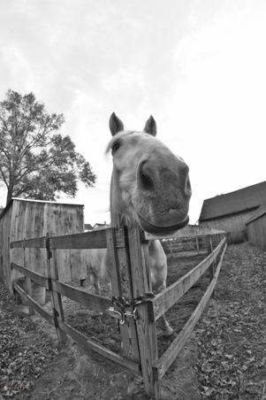 Enlarge photo 267