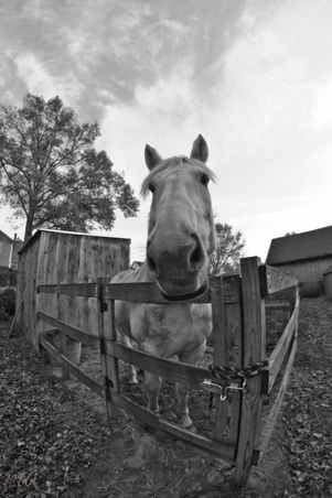 Enlarge photo 274
