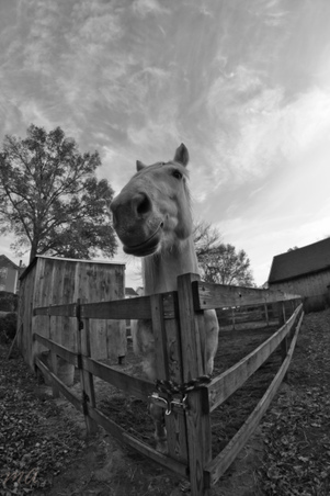 Enlarge photo 277