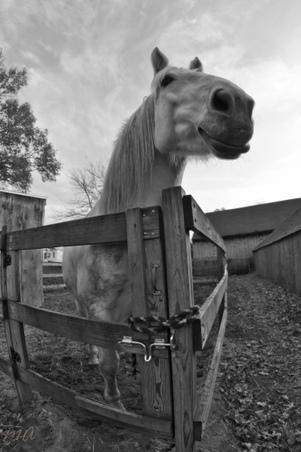Enlarge photo 278