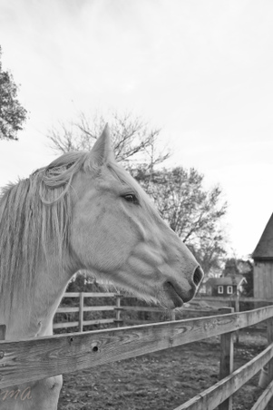 Enlarge photo 285