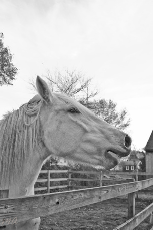Enlarge photo 287