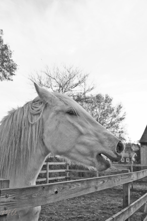 Enlarge photo 288