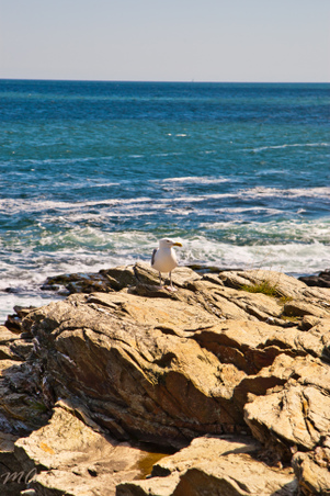 Enlarge photo 496