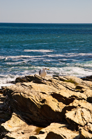 Enlarge photo 497