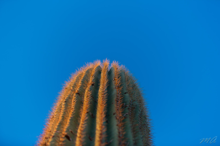 Enlarge photo 98