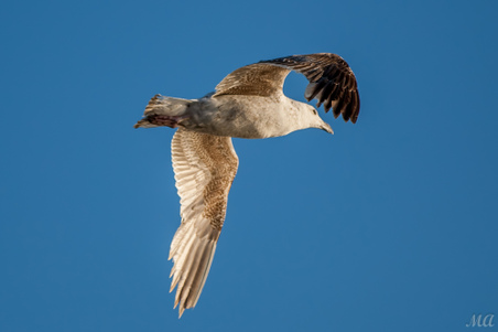 Enlarge photo 33