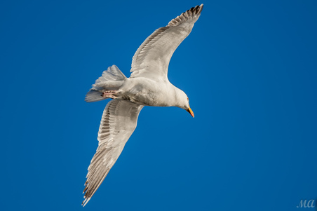 Enlarge photo 37