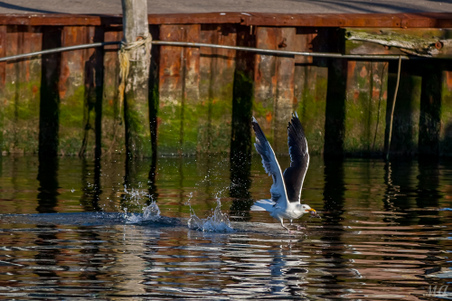 Enlarge photo 39