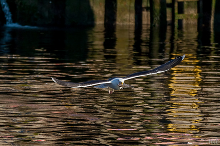 Enlarge photo 44