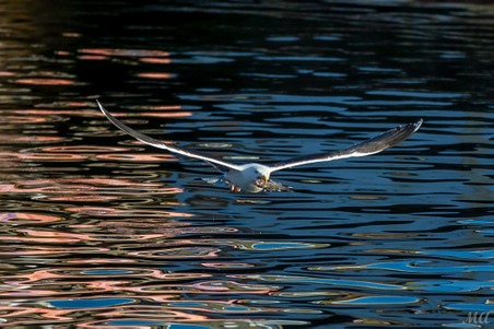 Enlarge photo 45