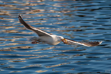 Enlarge photo 47