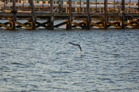 Enlarge photo 82