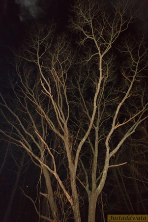 Enlarge photo 42