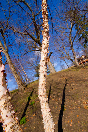 Enlarge photo 25