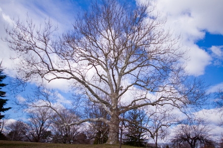Enlarge photo 85