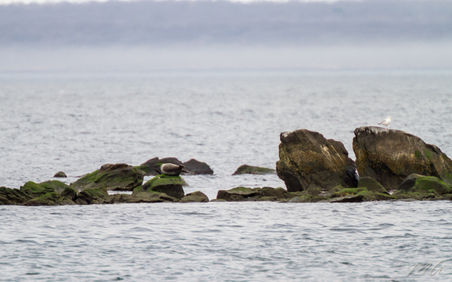 Enlarge photo 52