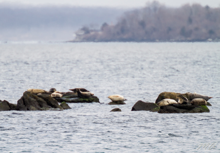 Enlarge photo 59