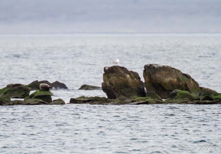 Enlarge photo 62