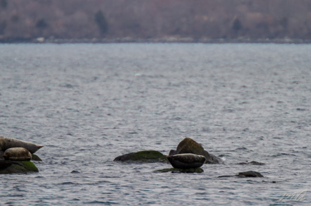 Enlarge photo 66