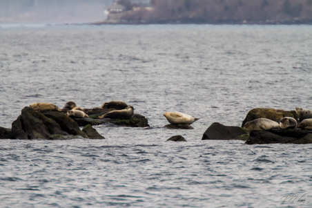 Enlarge photo 81