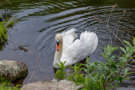 Enlarge photo 5