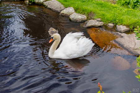 Enlarge photo 9