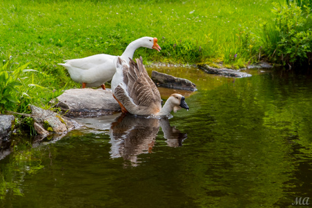 Enlarge photo 20