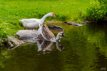 Enlarge photo 21
