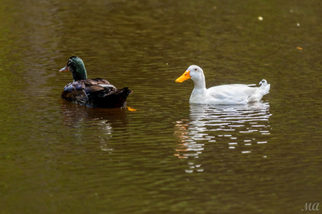 Enlarge photo 37