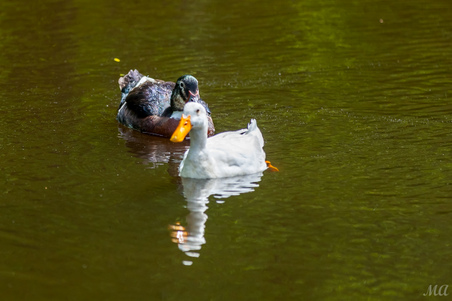 Enlarge photo 42
