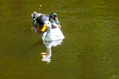 Enlarge photo 43