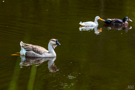 Enlarge photo 45
