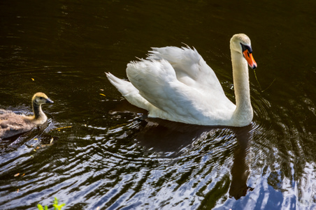 Enlarge photo 48