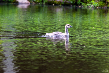 Enlarge photo 53