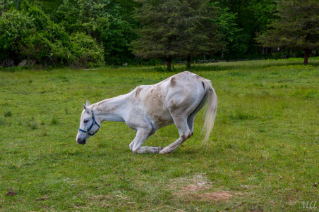Enlarge photo 86