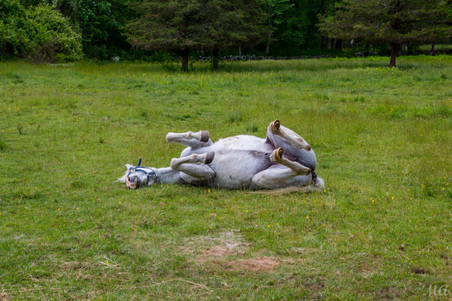 Enlarge photo 94