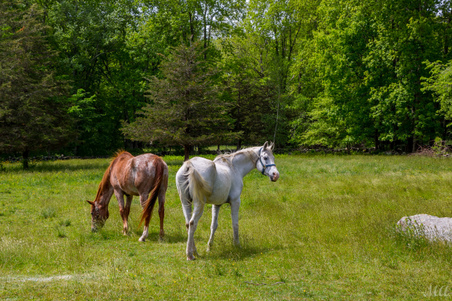 Enlarge photo 104