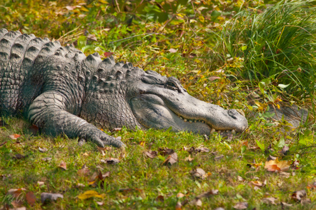 Enlarge photo 86