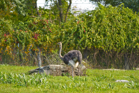 Enlarge photo 98