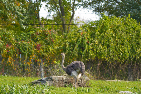 Enlarge photo 99