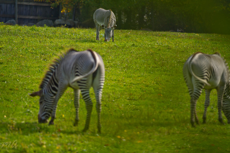 Enlarge photo 103