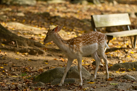 Enlarge photo 136