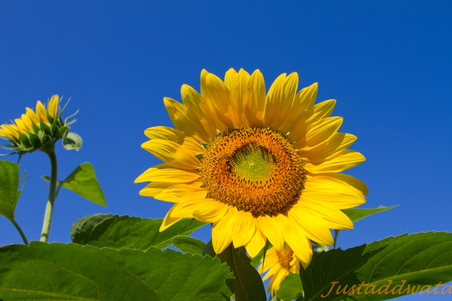 Buttonwood Farm Sunflowers - Meetup 3