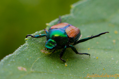 RI Photo Safari Shoot