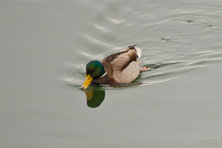 Enlarge photo 190